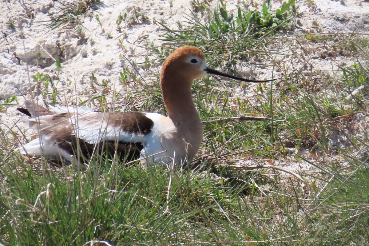 American Avocet - Del Nelson