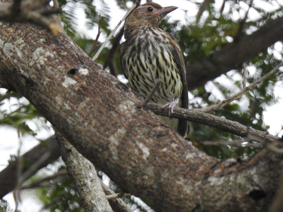 Australasian Figbird - Monica Mesch