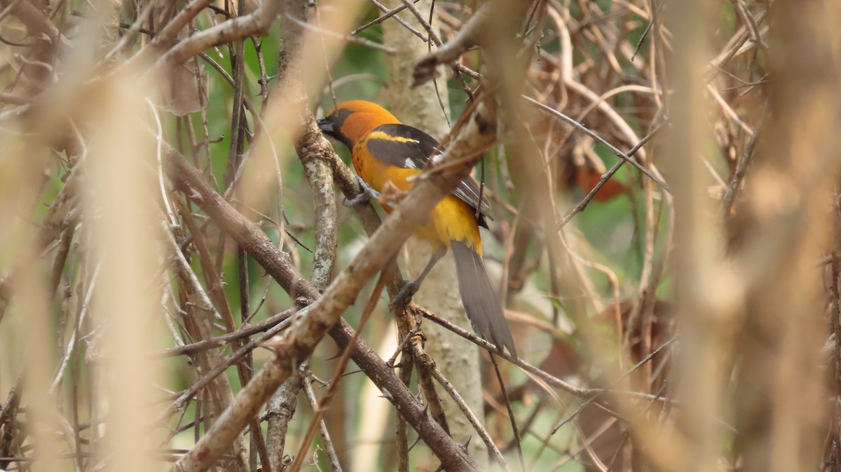 Spot-breasted Oriole - Oliver  Komar