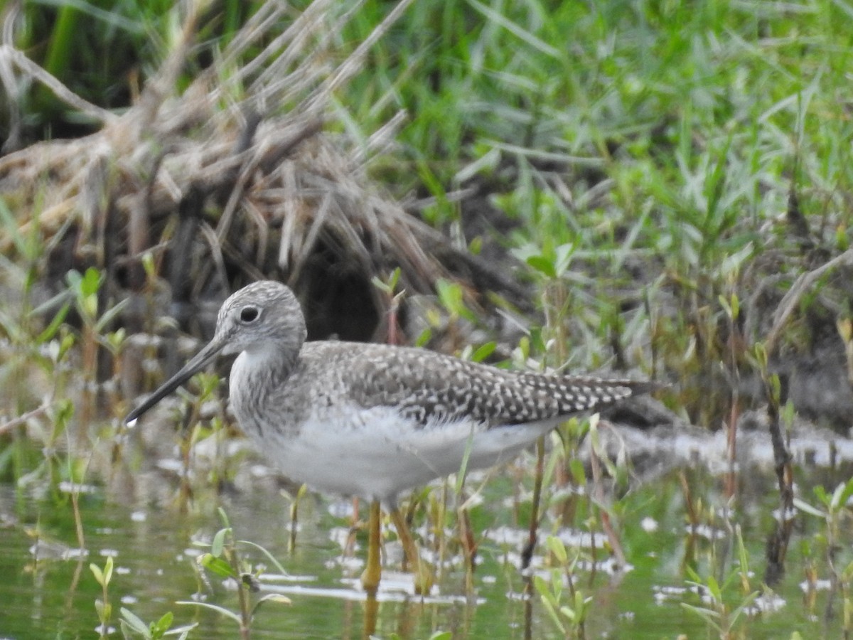 Greater Yellowlegs - Shelley Bowden