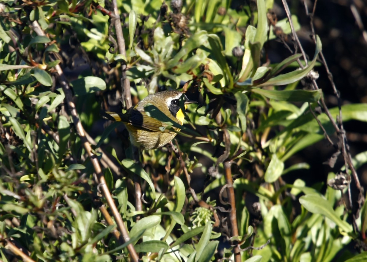 Common Yellowthroat - William Clark