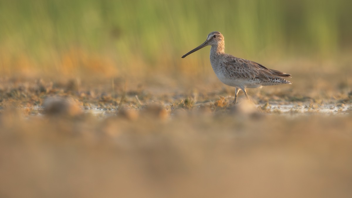 Long-billed Dowitcher - ML619328405