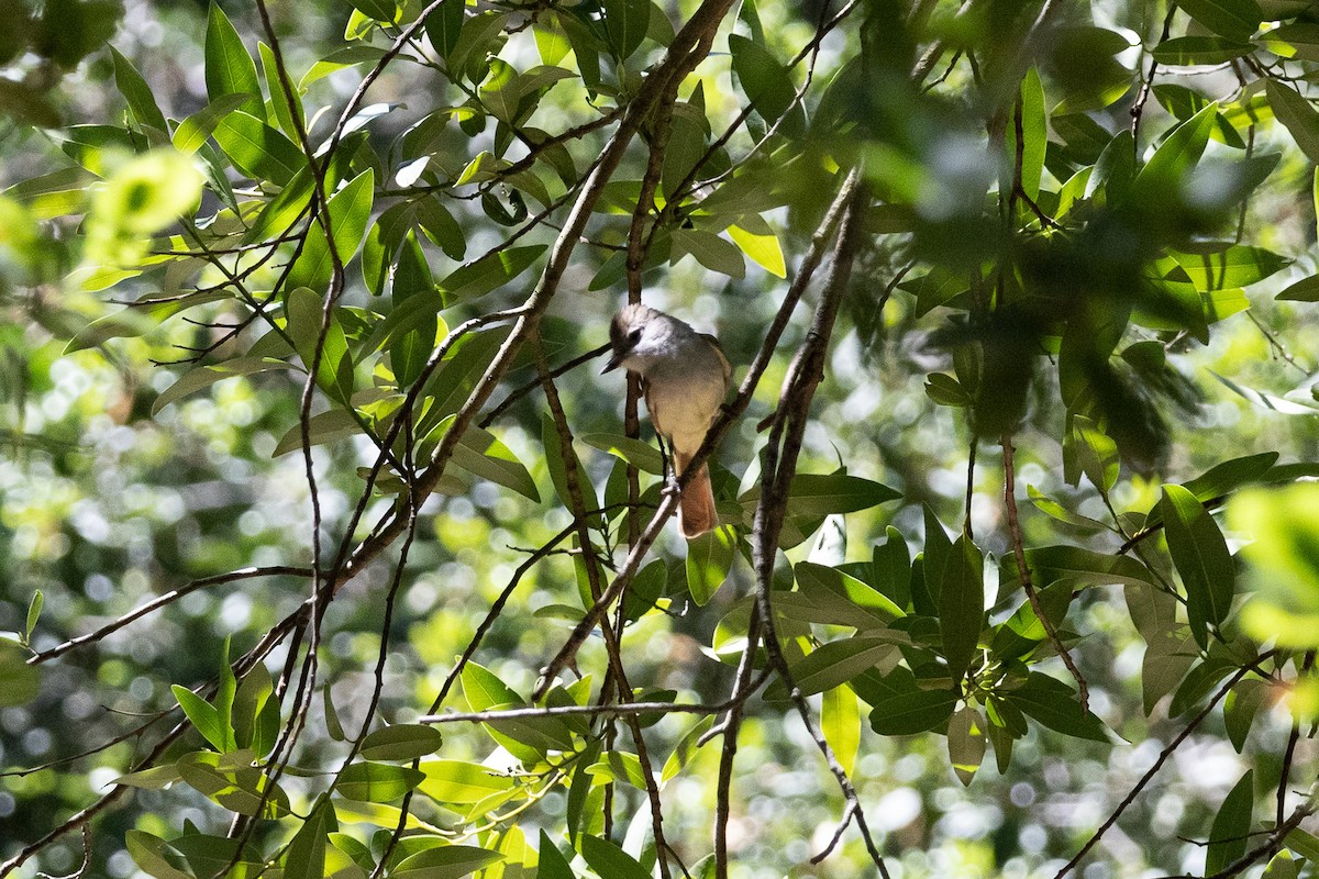 Ash-throated Flycatcher - Liam Gilmore