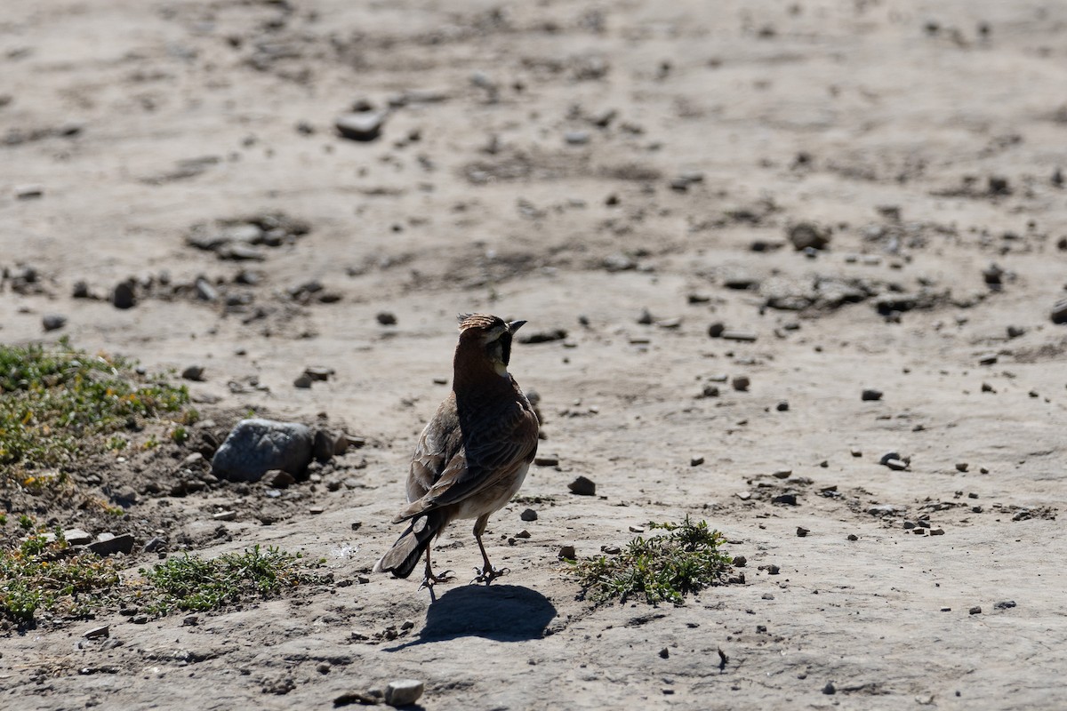 Horned Lark - Liam Gilmore