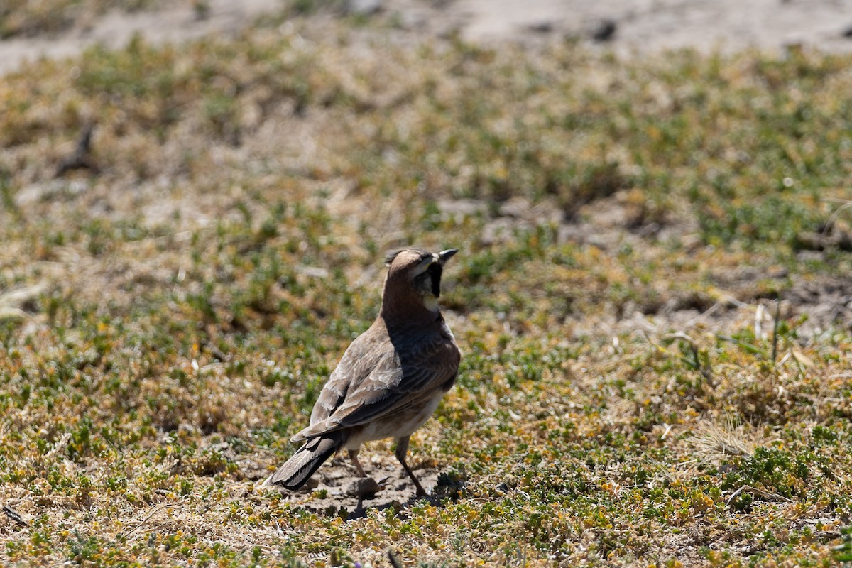 Horned Lark - ML619328422