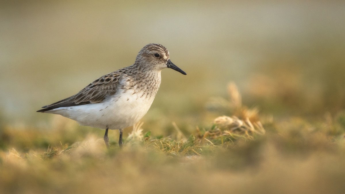 Semipalmated Sandpiper - ML619328431