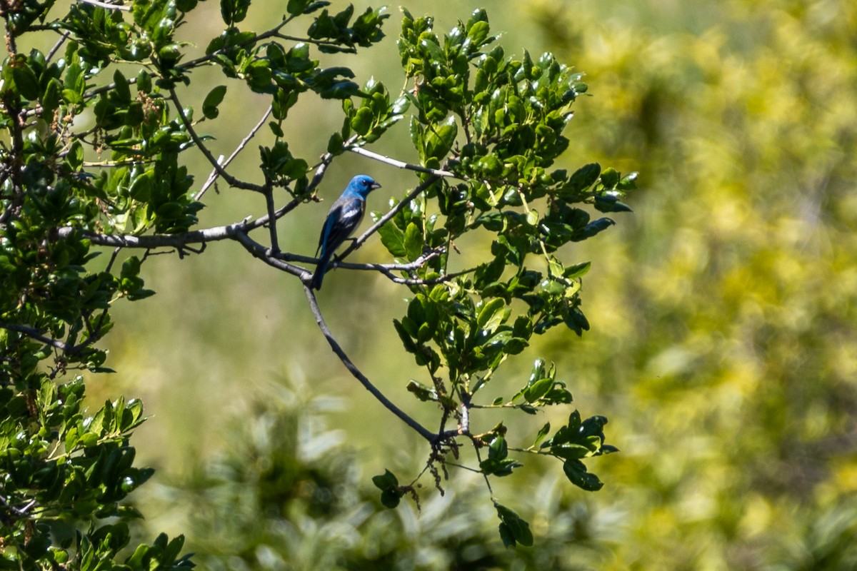 Lazuli Bunting - ML619328435