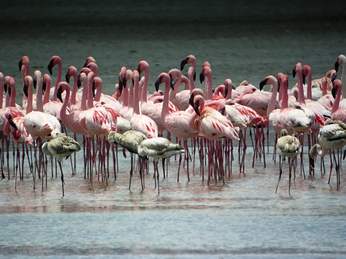 Lesser Flamingo - Marcos Lacasa