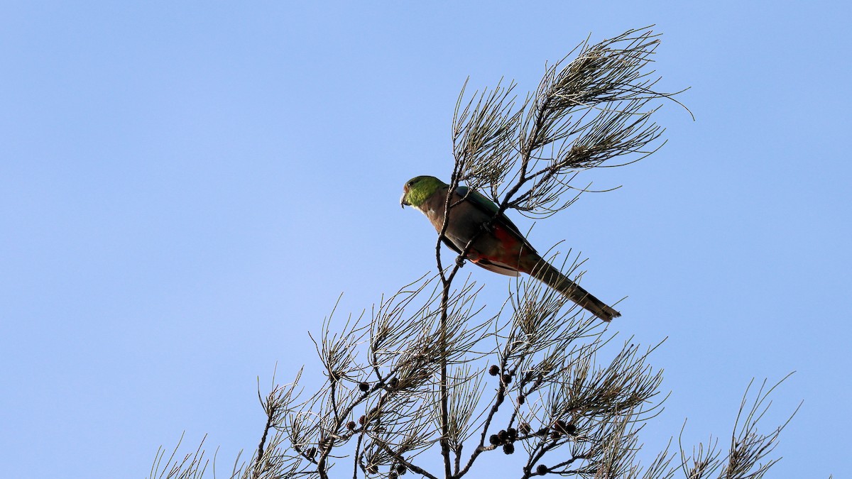 Red-capped Parrot - Craig Lumsden