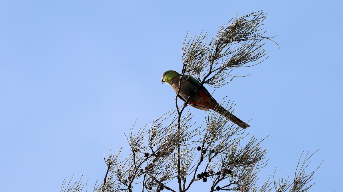 Red-capped Parrot - ML619328470