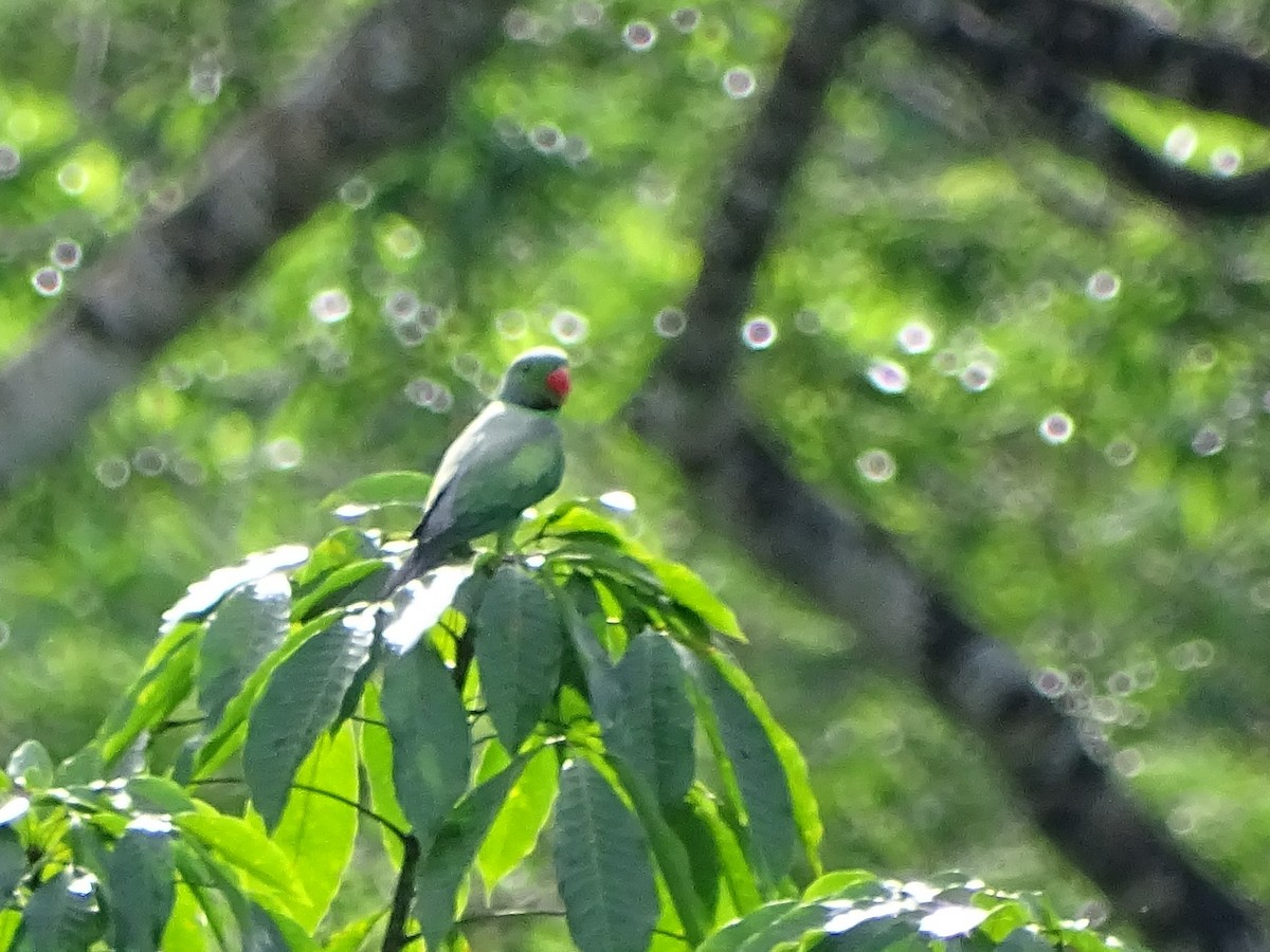 Layard's Parakeet - Sri Srikumar