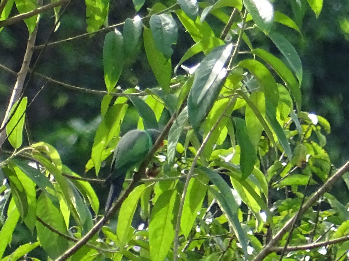 Папужець зеленошиїй - ML619328480
