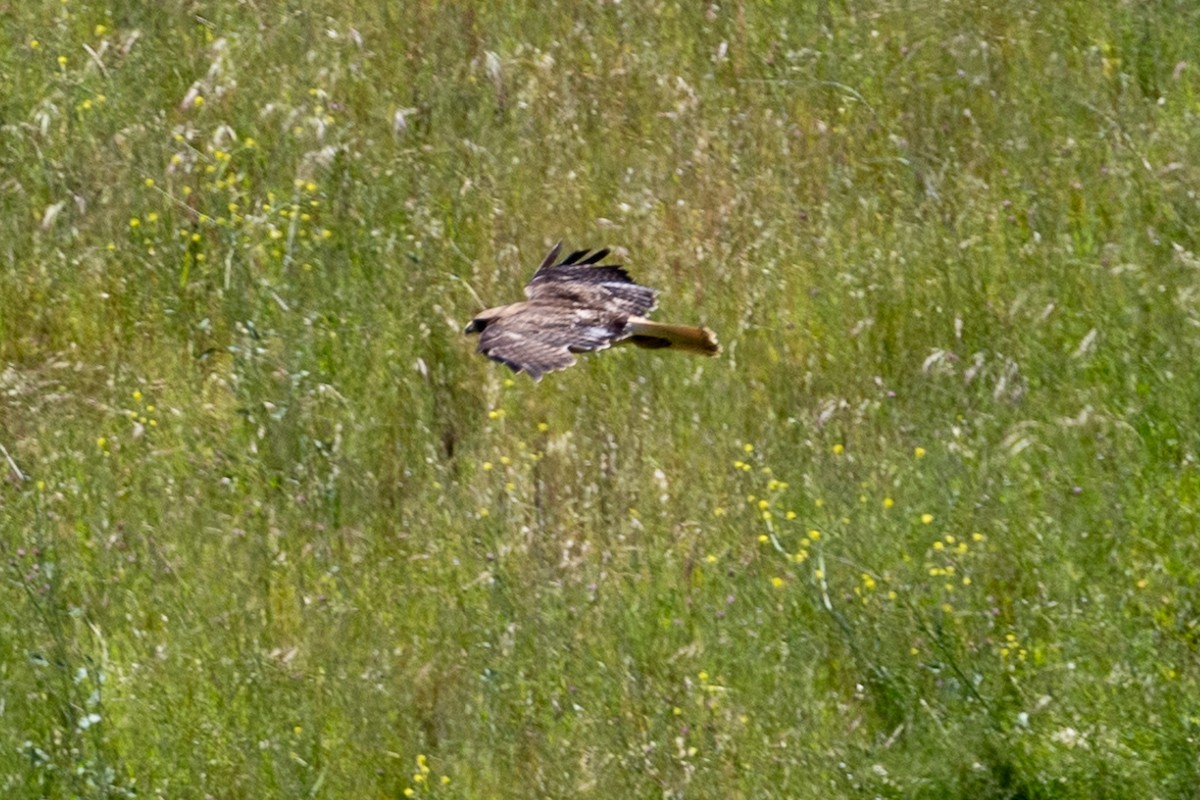 Red-tailed Hawk - ML619328483