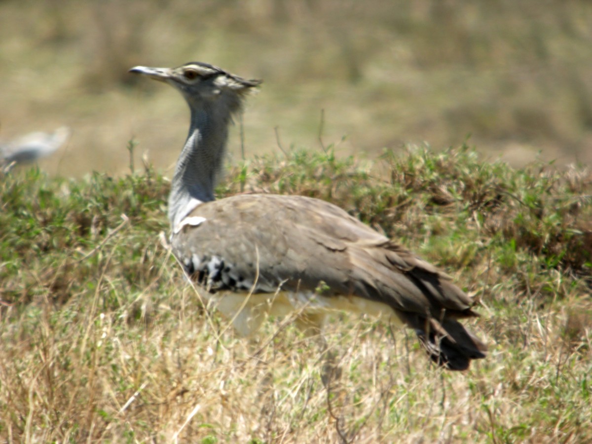 Kori Bustard - Marcos Lacasa