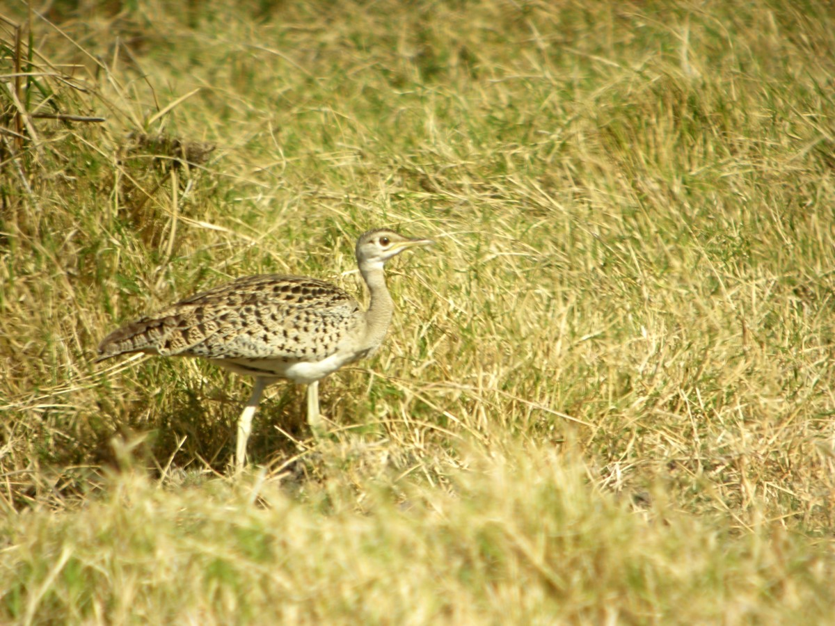 White-bellied Bustard - ML619328492