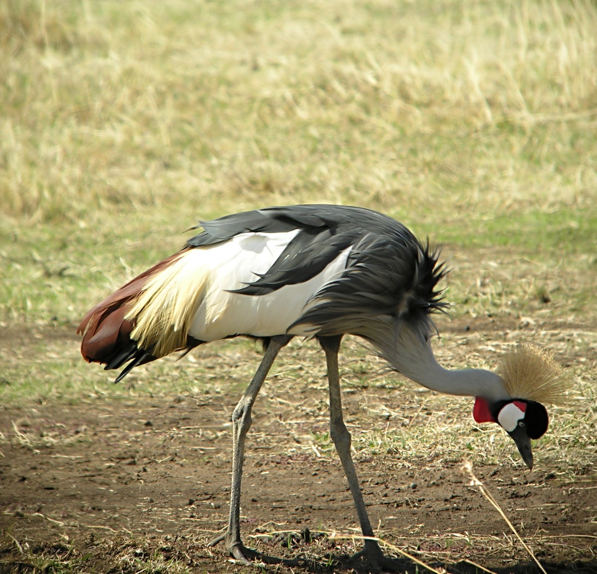 Gray Crowned-Crane - Marcos Lacasa