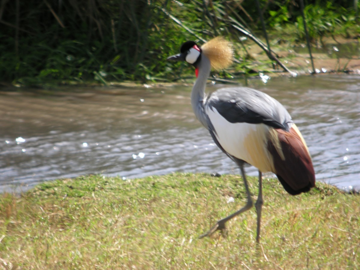 Gray Crowned-Crane - Marcos Lacasa