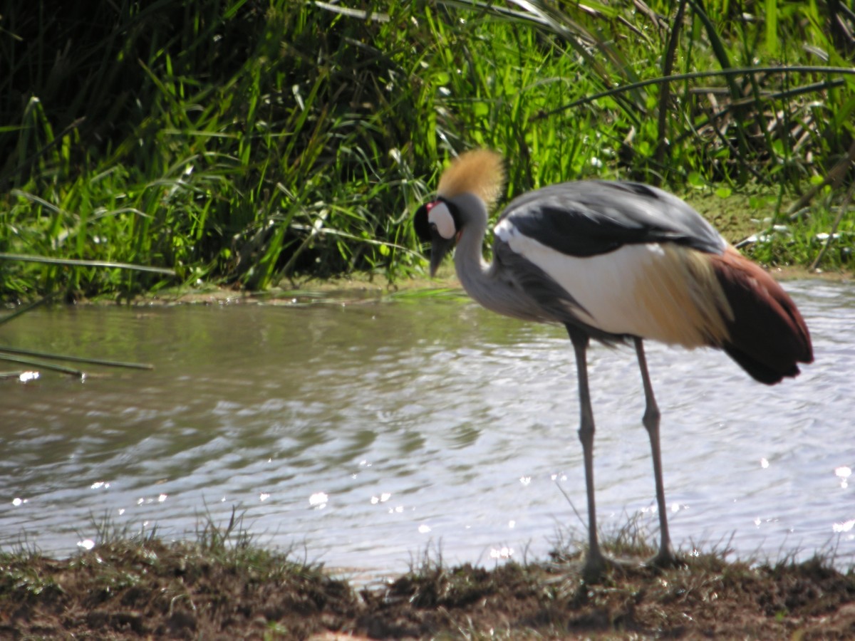 Gray Crowned-Crane - Marcos Lacasa