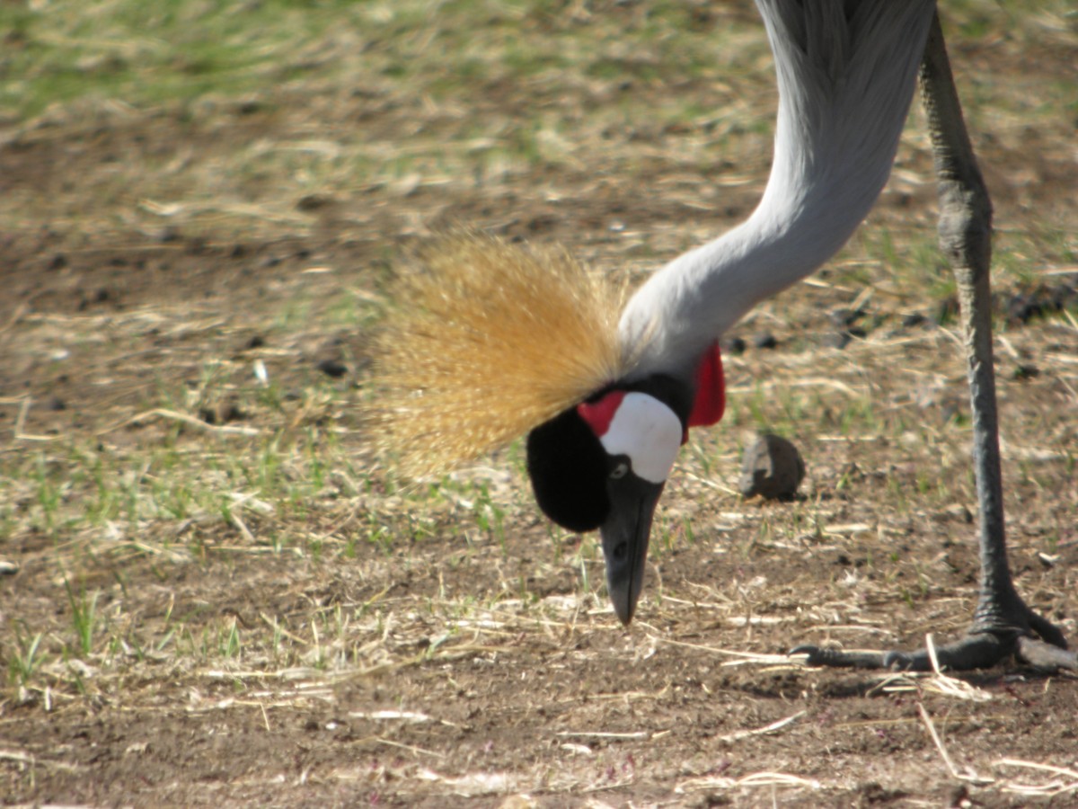 Gray Crowned-Crane - Marcos Lacasa