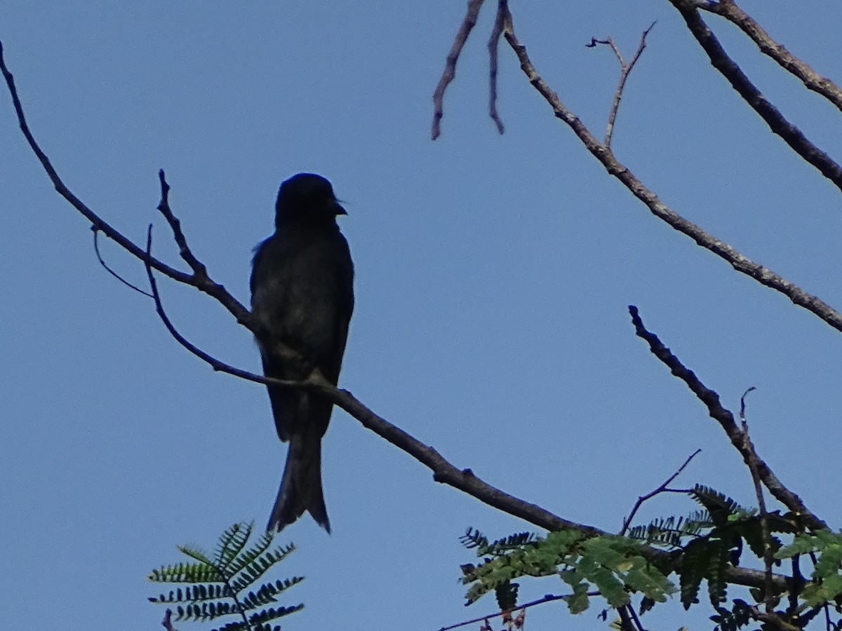 Drongo à ventre blanc - ML619328528