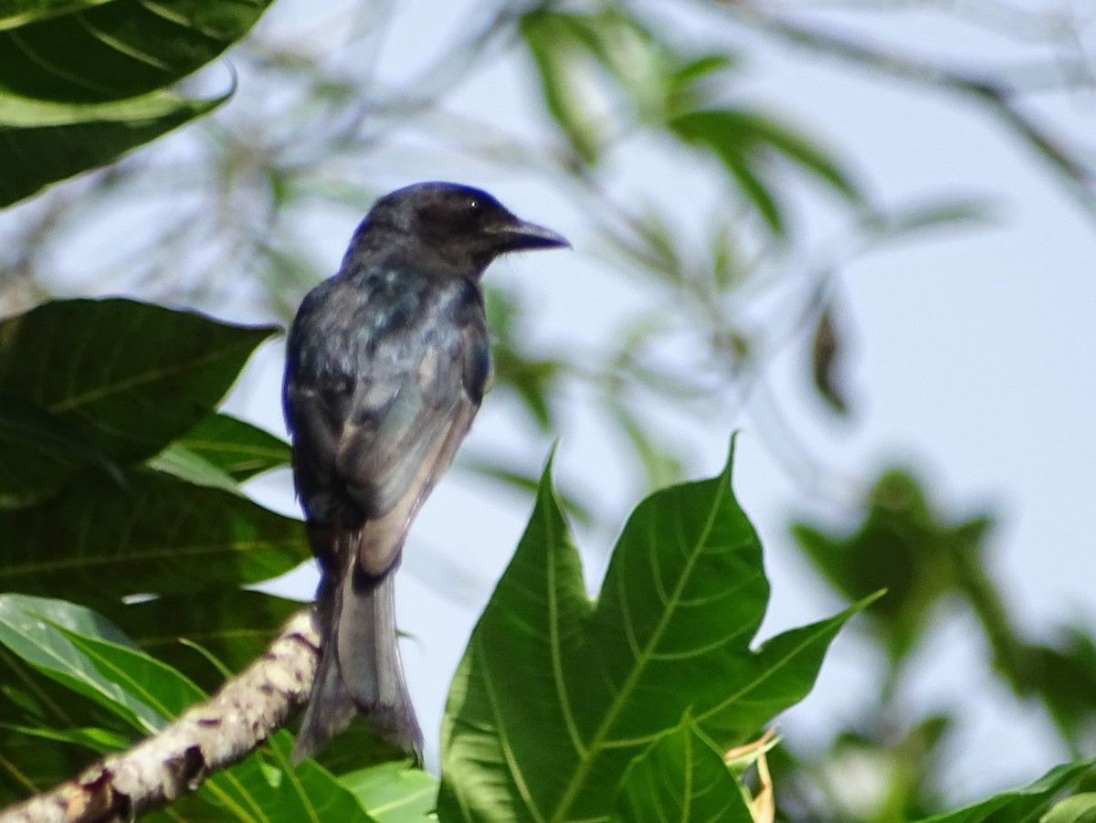 Drongo à ventre blanc - ML619328529