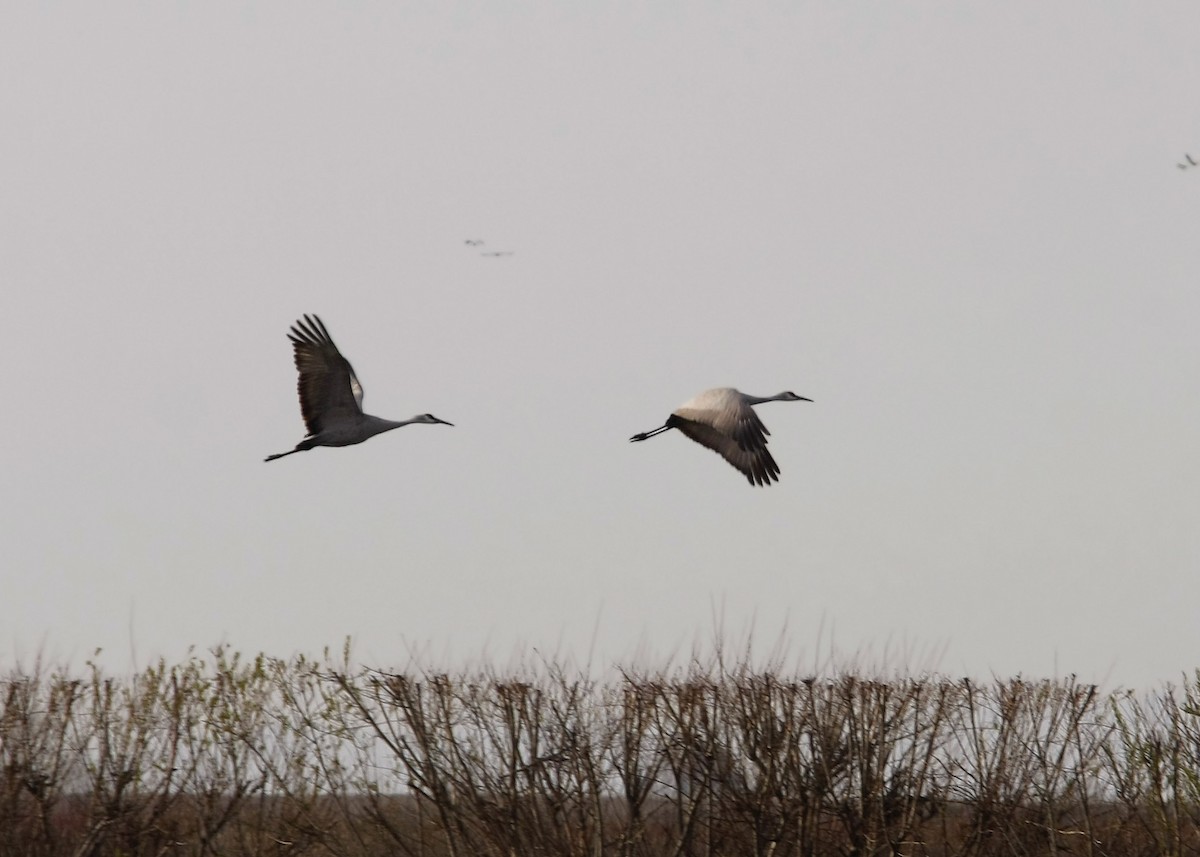 Sandhill Crane - ML619328532