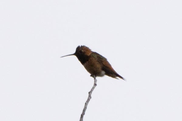 Allen's Hummingbird - ML619328542