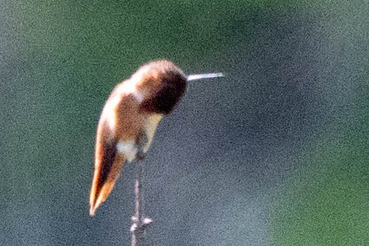 Allen's Hummingbird - ML619328543