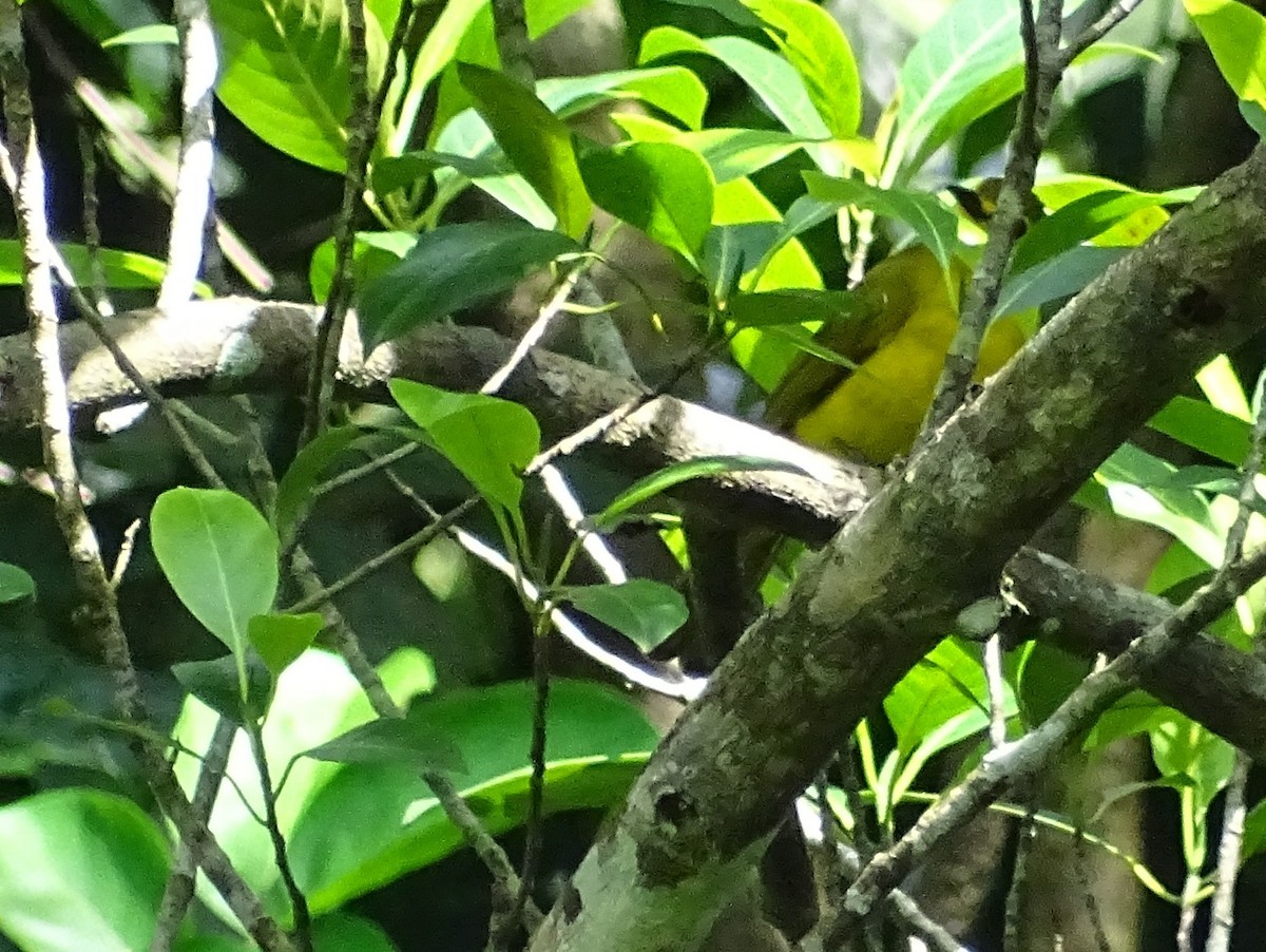Yellow-browed Bulbul - Sri Srikumar