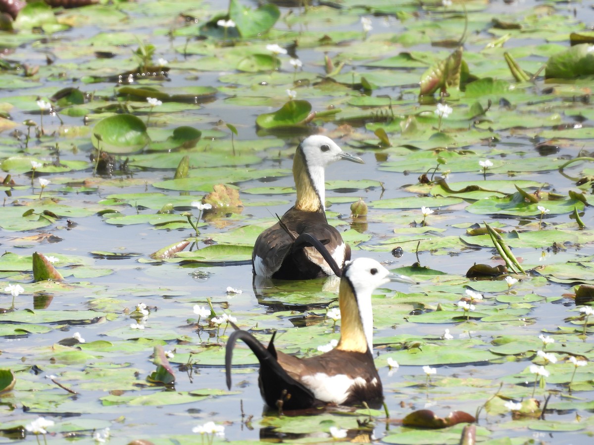 Pheasant-tailed Jacana - ML619328554