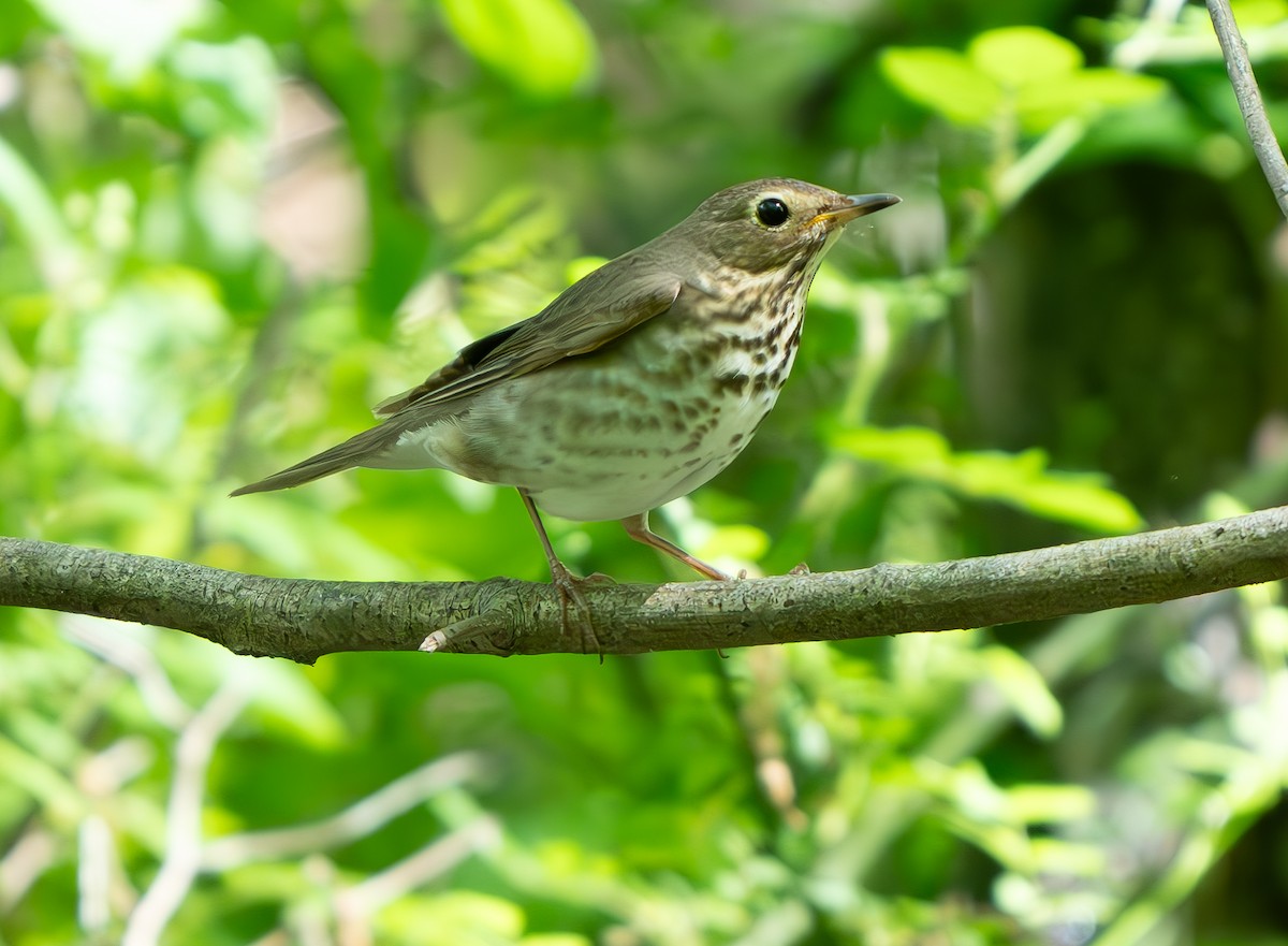 Swainson's Thrush - ML619328558