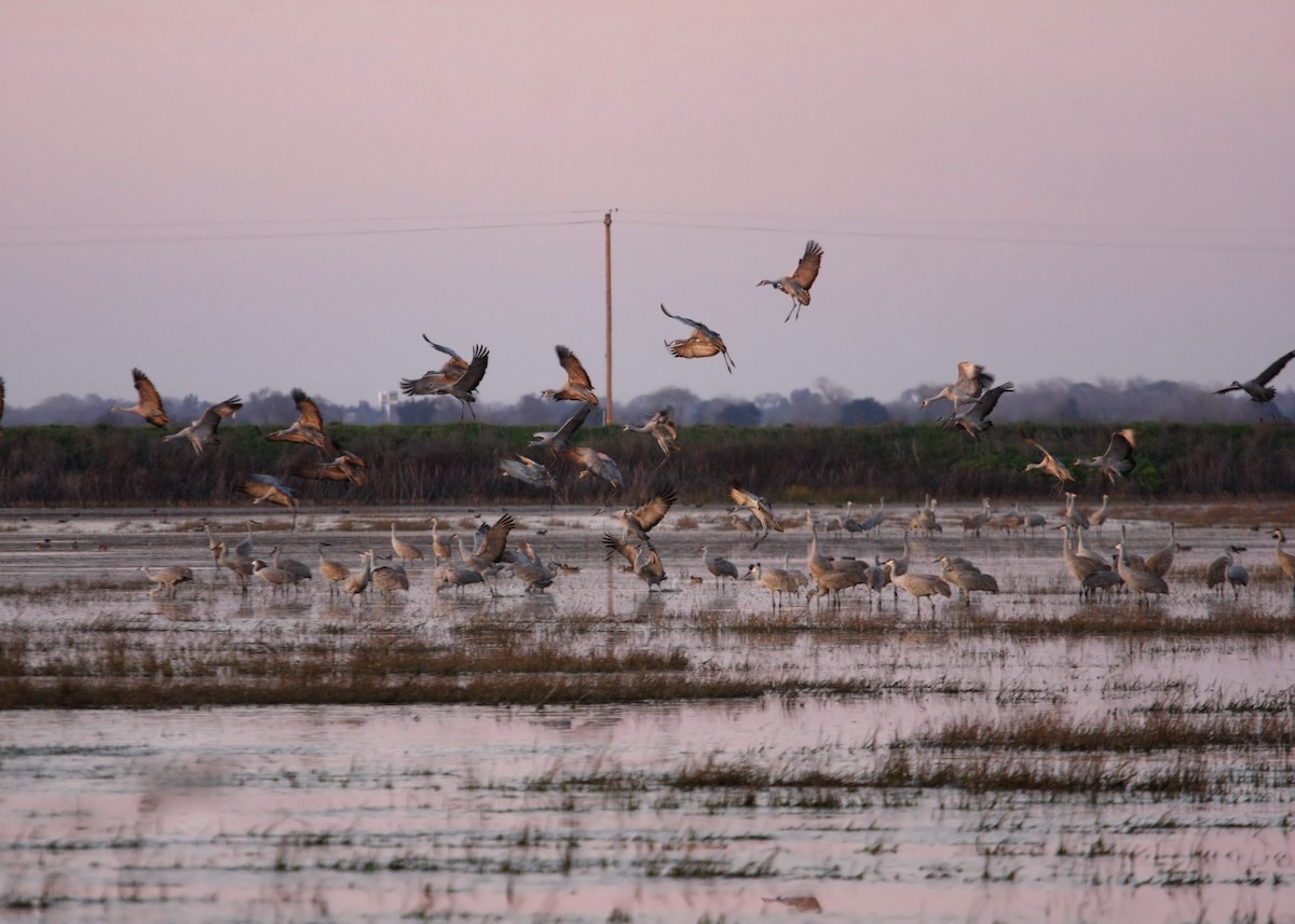 Sandhill Crane - ML619328566