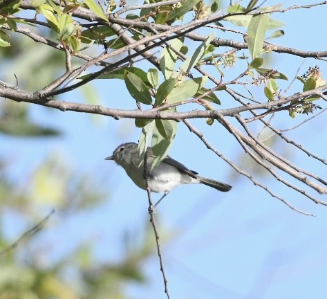 Bell's Vireo (Least) - Emilie Strauss