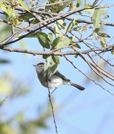 Bell's Vireo (Least) - Emilie Strauss