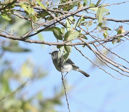 Bell's Vireo (Least) - Emilie Strauss