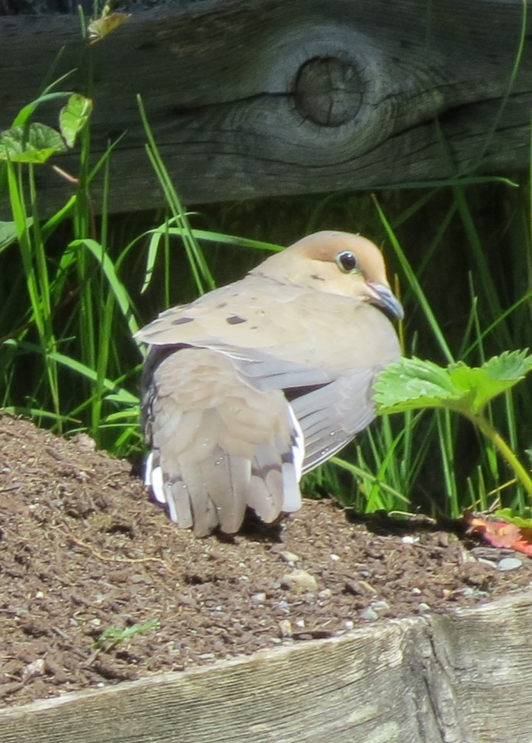 Mourning Dove - James Bradley