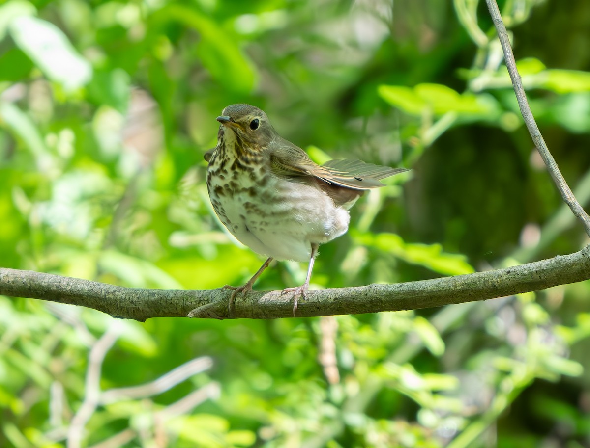 Swainson's Thrush - Dorin U