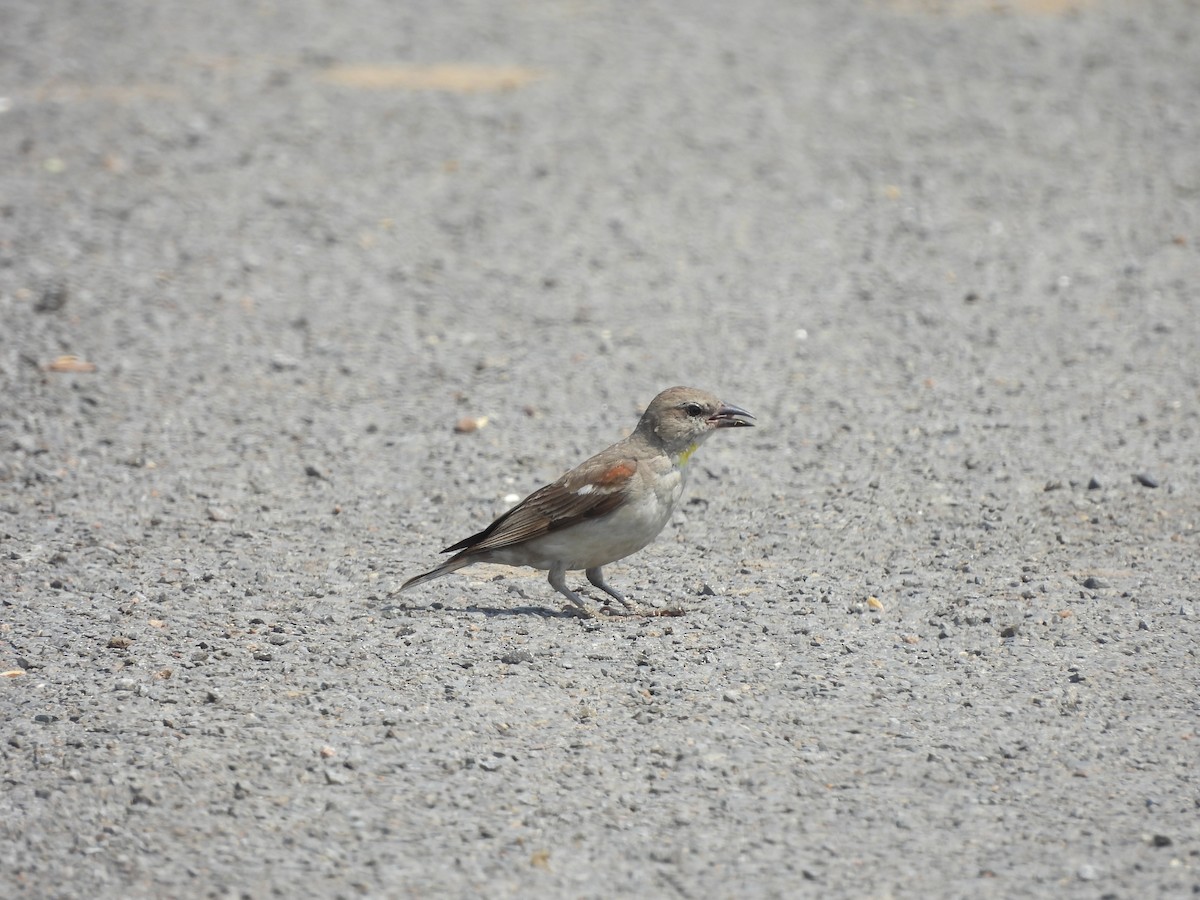 Yellow-throated Sparrow - Harish Kumar Verma