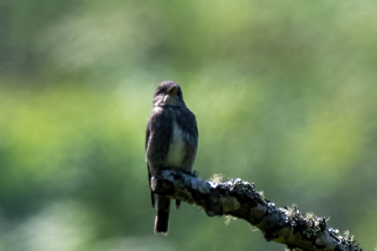 Olive-sided Flycatcher - Marcello Caruso-Turiello