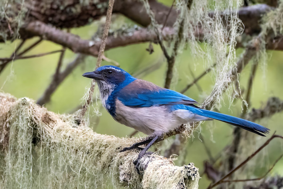 California Scrub-Jay - ML619328599