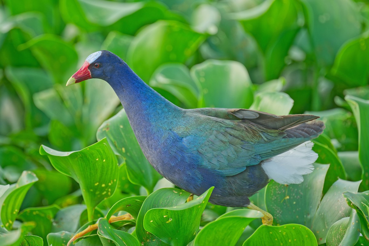 Purple Gallinule - Harlan Stewart