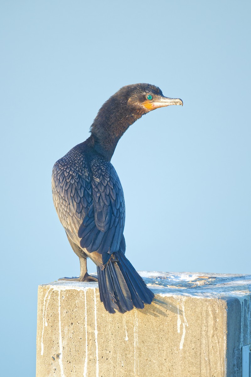 Neotropic Cormorant - Harlan Stewart