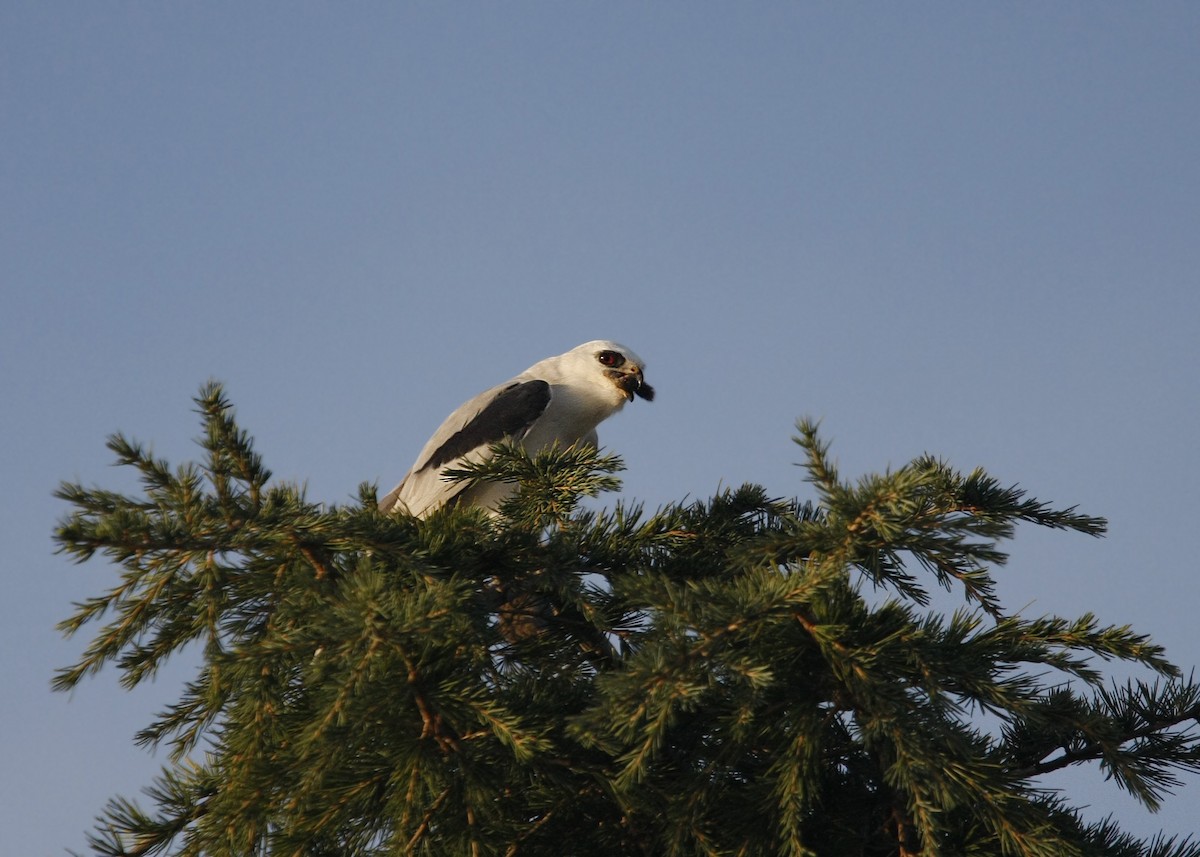 White-tailed Kite - William Clark