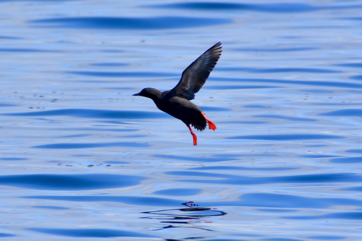 Pigeon Guillemot - lise owens