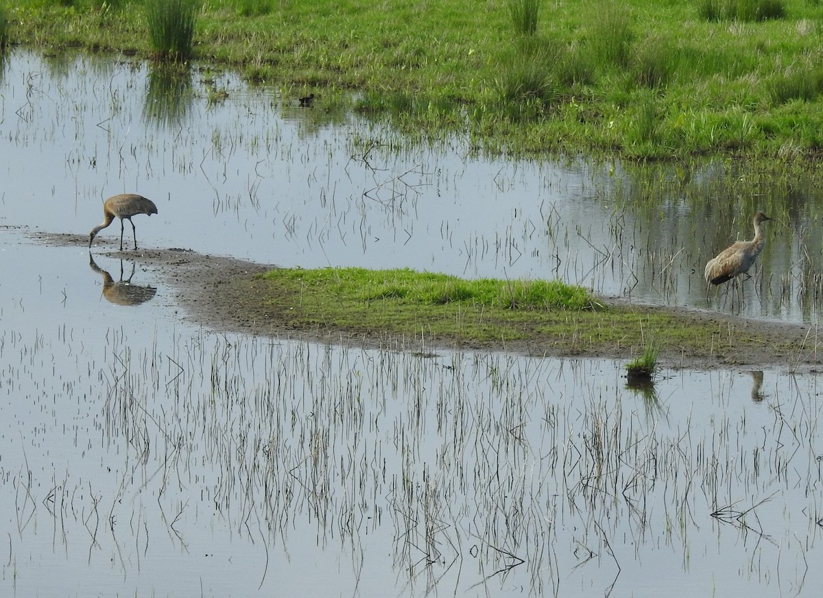 Sandhill Crane - Mike Clarke