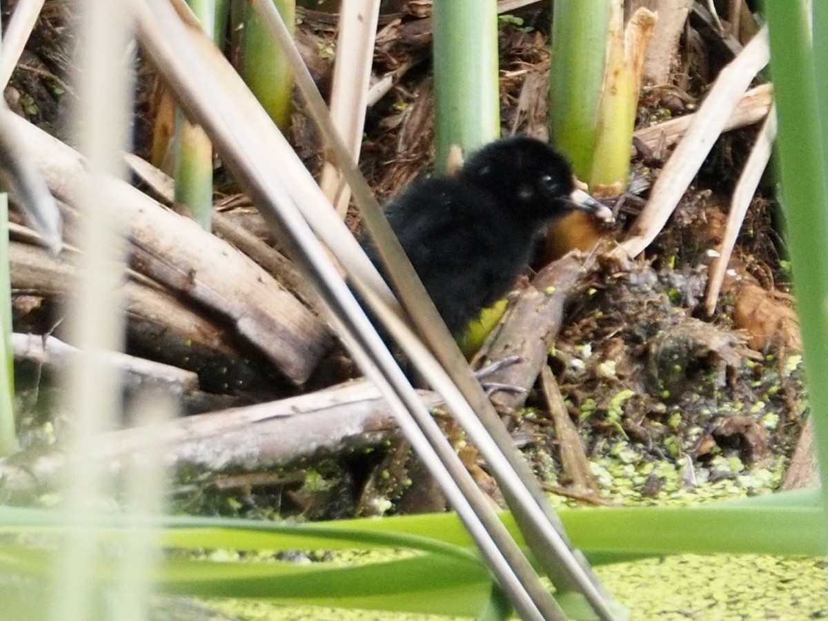 Virginia Rail - Wendy Feltham