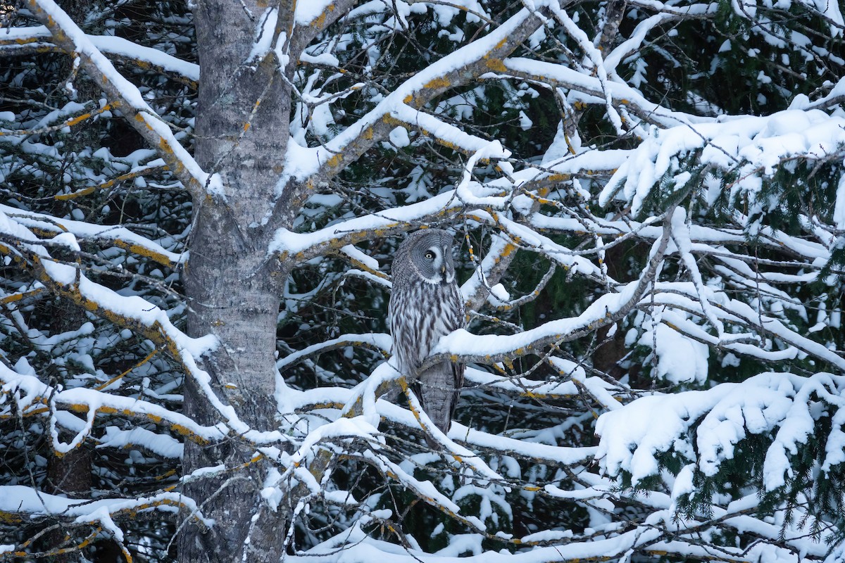 Great Gray Owl - Per Alström