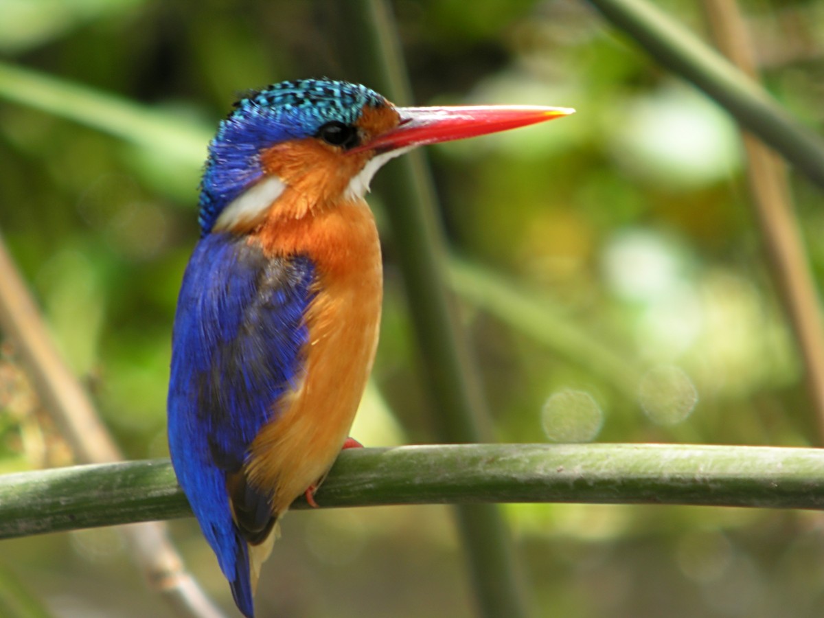 Malachite Kingfisher - Marcos Lacasa