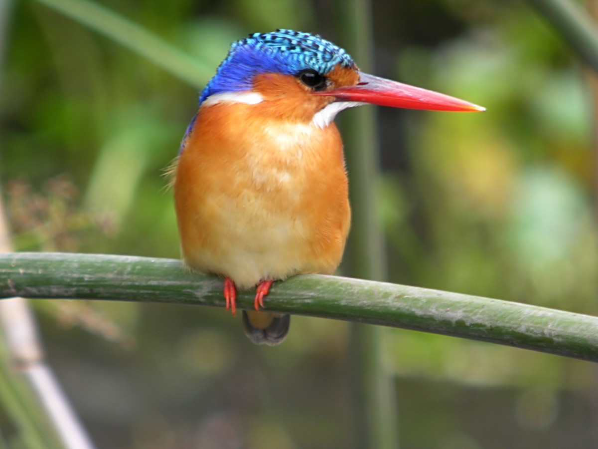 Malachite Kingfisher - Marcos Lacasa
