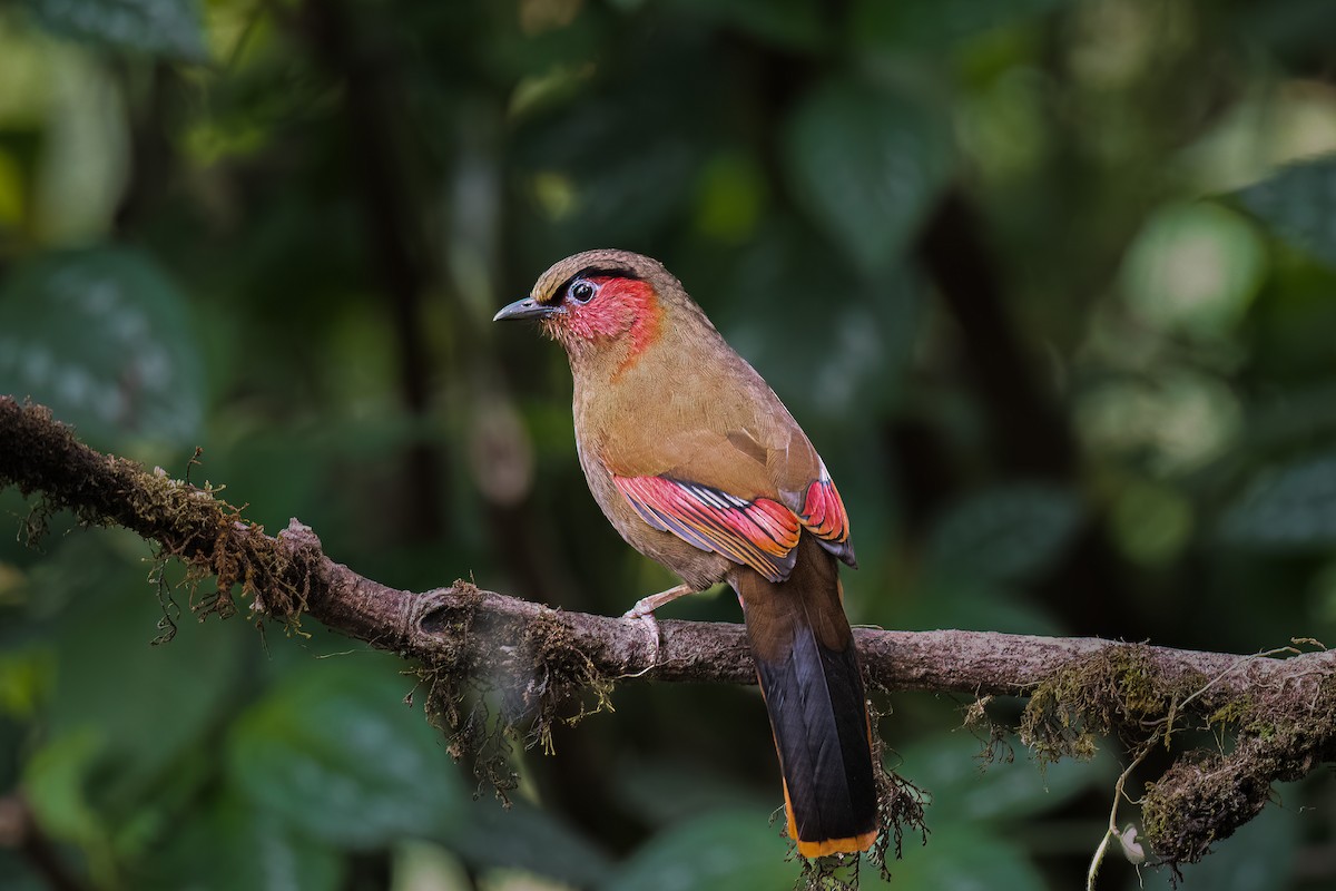 Red-faced Liocichla - ML619328710